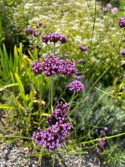 Close-Up of Purple Wildflowers in Sunlit Garden

