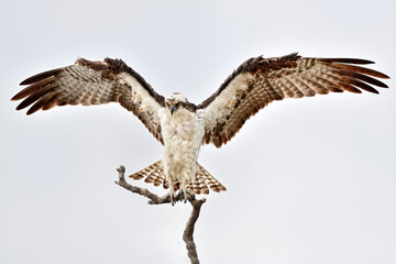 After taking a bath, Osprey is drying out its feathers.