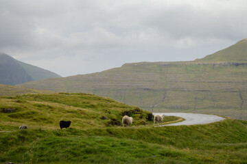Typical Faroe Islands scene — sheep wandering freely on a winding mountain road, symbolizing rural life and scenic road trips.
