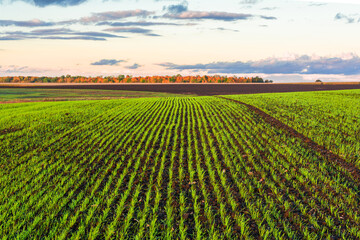 Scenic agro landscape with green wheat rows and autumn tree line