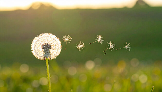 Fluffy dandelion in the grass close-up. Nature