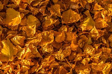 background of yellow autumn leaves lining the paths in an autumn park, an idea for a background or...