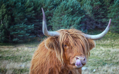 schottisches Hochlandrind