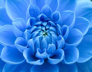 Closeup Vibrant Blue Dahlia Flower.