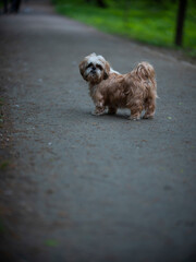 shih tzu dog walks along the road in the park in summer