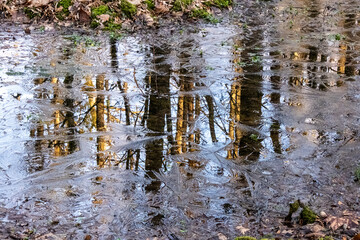 Frozen swamp in the Białowieża Forest.