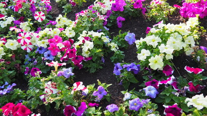 Petunia is a genus of herbaceous or semi-shrub perennial plants of the Solanaceae family. An ornamental variety grown as an annual, Petunia hybrida, or Petunia garden. White and pink striped flowers.