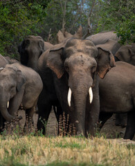 Fototapeta premium Majestic tusker leading his elephant herd