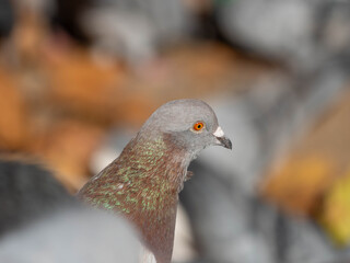 Close Up of a City Pigeon with Beautiful Colours . Usable for Articles. High quality photo