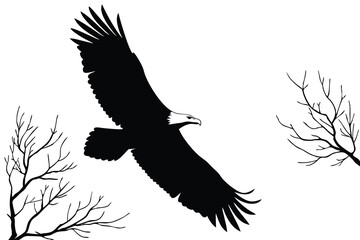 Silhouette of a Bald Eagle in Flight with Bare Tree Branches bird flying