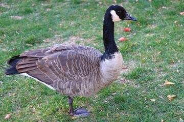 Canada Goose in Autumn