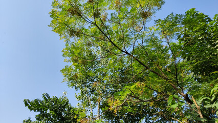Seasonal foliage and pods on sunlit tree top