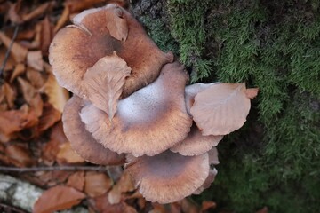 a Group of Honey fungus in Autumn