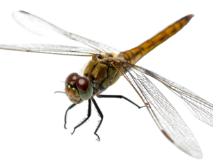 A close-up showcases a dragonfly with iridescent wings, faceted eyes, and a detailed patterned body against black