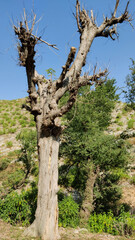 Charred tree beside green woods showing nature contrast