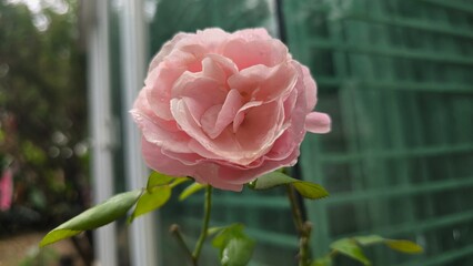 pink ROSE on a green background