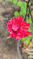 red poppy flower
