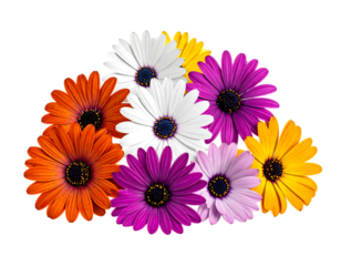 A cluster of colorful daisy-like flowers with white, orange, yellow, and purple petals, isolated on a black background
