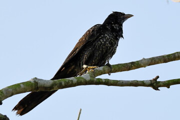 Birds of SL