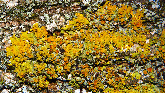 Xanthoria parietina, with apothecia. Lichenology, crustose and foliose lichens on tree trunk. 