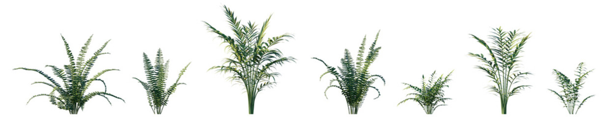 Nephrolepis Exaltata (Boston Fern) isolated PNG on a transparent background premium nature cutout 