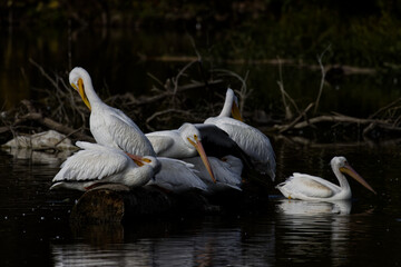 White American pelican