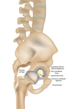 Medical illustration showing the anatomy of the human hip joint in detailed cross-section. Labeled structures such as the femoral head, articular cartilage, acetabular labrum, acetabular ligament
