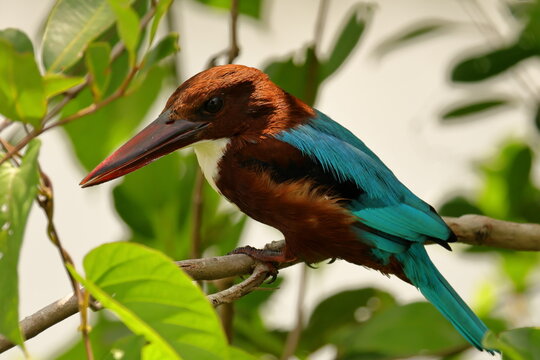 kingfisher on branch