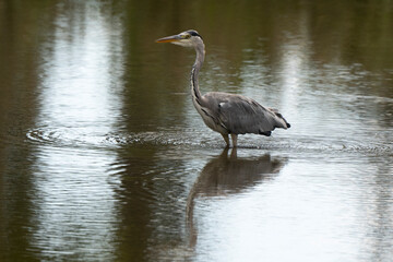Héron cendré, Ardea cinerea, Grey Heron