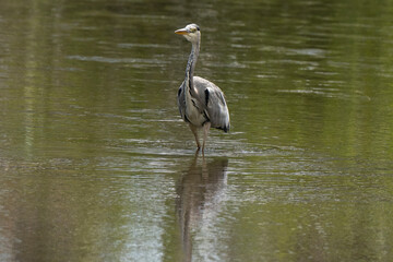 Héron cendré, Ardea cinerea, Grey Heron