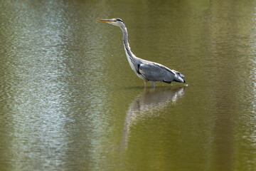 Héron cendré, Ardea cinerea, Grey Heron
