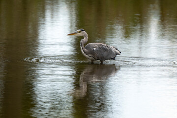Héron cendré, Ardea cinerea, Grey Heron