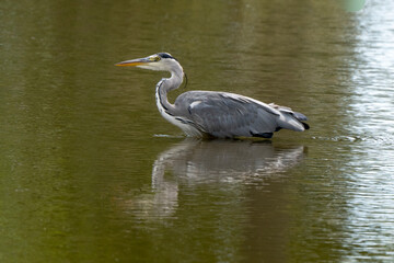 Héron cendré, Ardea cinerea, Grey Heron