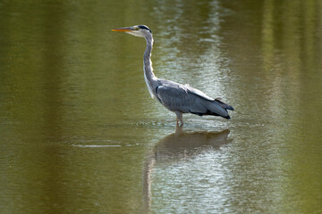 Héron cendré, Ardea cinerea, Grey Heron