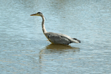 Héron cendré, Ardea cinerea, Grey Heron