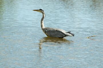 Héron cendré, Ardea cinerea, Grey Heron