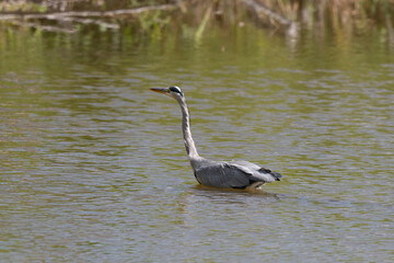 Héron cendré, Ardea cinerea, Grey Heron