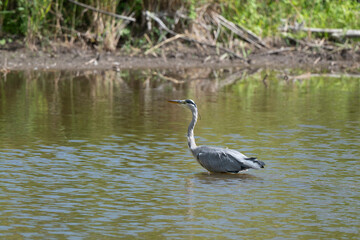 Héron cendré, Ardea cinerea, Grey Heron