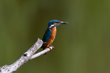 Obraz premium Martin pêcheur d'Europe, Alcedo atthis, Common Kingfisher