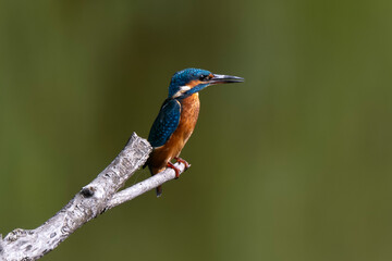Martin pêcheur d'Europe,Alcedo atthis, Common Kingfisher