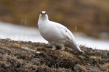Lagopède alpin, mâle,Lagopus muta, Rock Ptarmigan