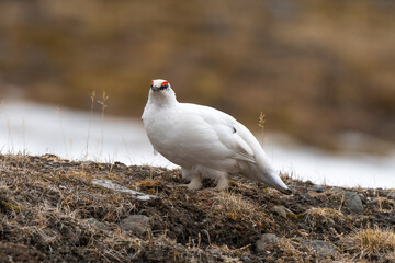 Lagopède alpin, mâle,Lagopus muta, Rock Ptarmigan