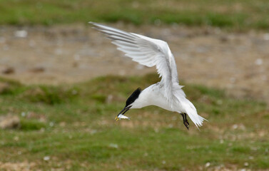 Sterne caugek, poisson, Thalasseus sandvicensis, Sandwich Tern,