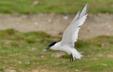Sterne caugek, poisson, Thalasseus sandvicensis, Sandwich Tern,