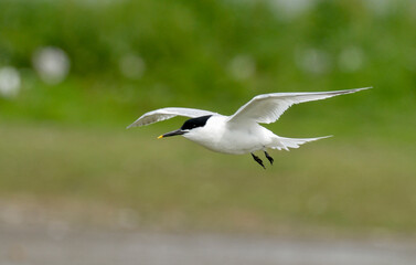 Sterne caugek, Thalasseus sandvicensis, Sandwich Tern,