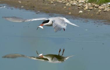 Sterne pierregarin, Sterna hirundo, Common Tern,