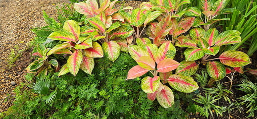 Aglaonema leaves are pale yellowish green with a bright red midrib. They are grown together with Davallia Solida. Chinese Aglaonema and Davallia Rare is an ornamental plant with beautiful leaves.
