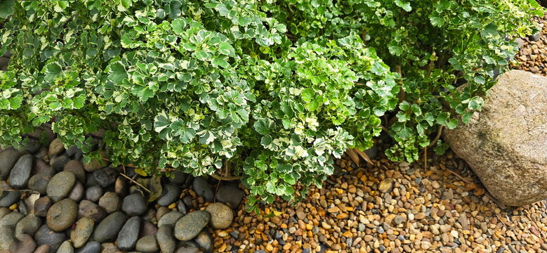 Ming Aralia (Polyscias sp) compound leaves with leaflets, serrated leaf edges, clear veins, dark green color with white-yellow color on edges or leaf blades, Planted in garden paved with brown gravel
