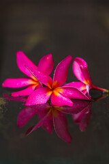 Close-up of frangipani flowers and their reflection on the water