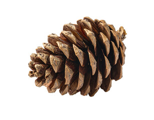 A detailed, brown pinecone isolated on a black background, exhibiting texture and pattern